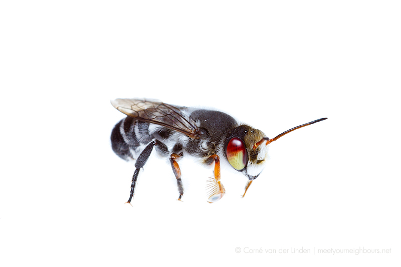 <!--Megachile (Hackeriapis) aurifrons, Leafcutter bee-->